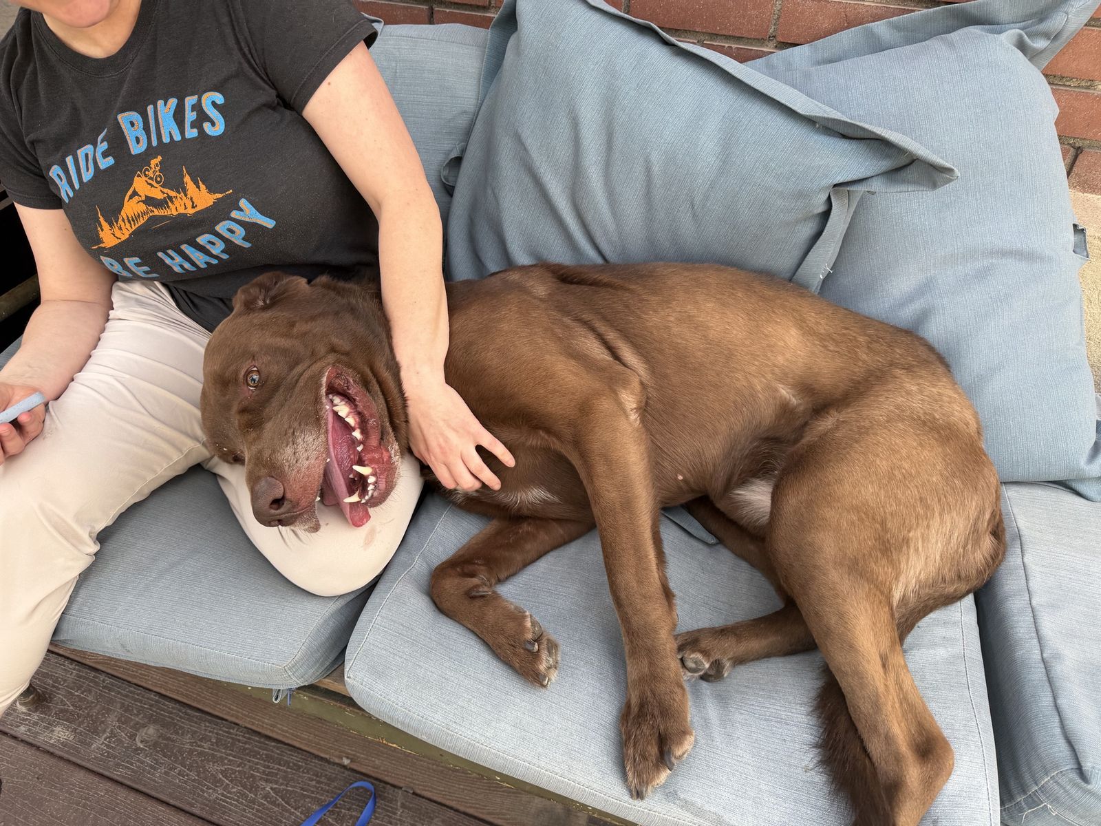 Found dog