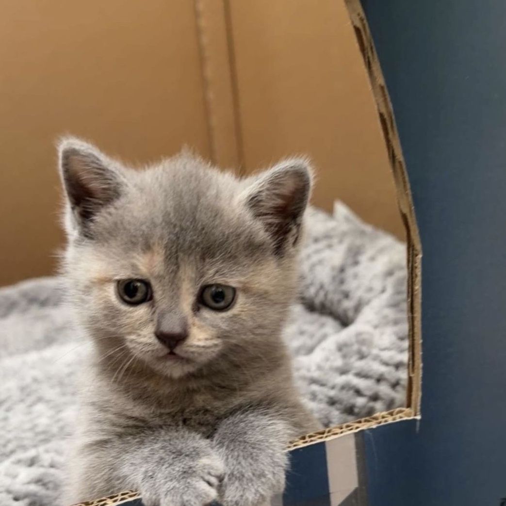 Scottish fold/straight adorable kittens