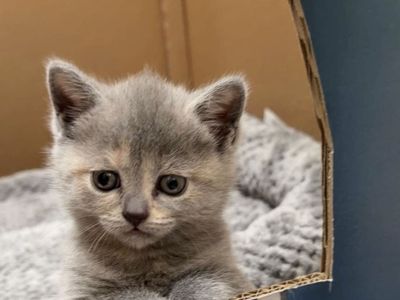 Scottish fold/straight adorable kittens