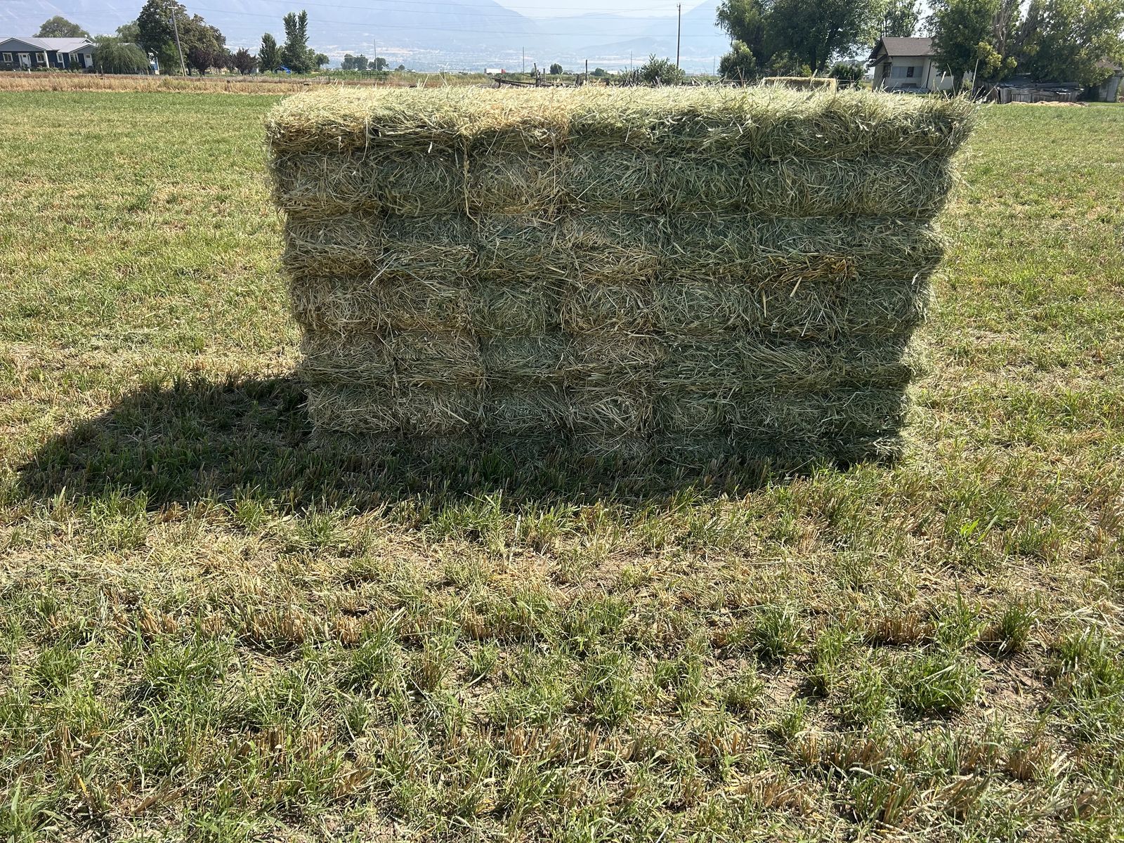 Grass Hay
