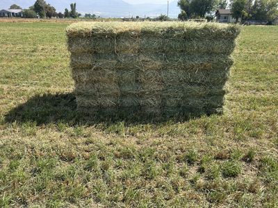Grass Hay