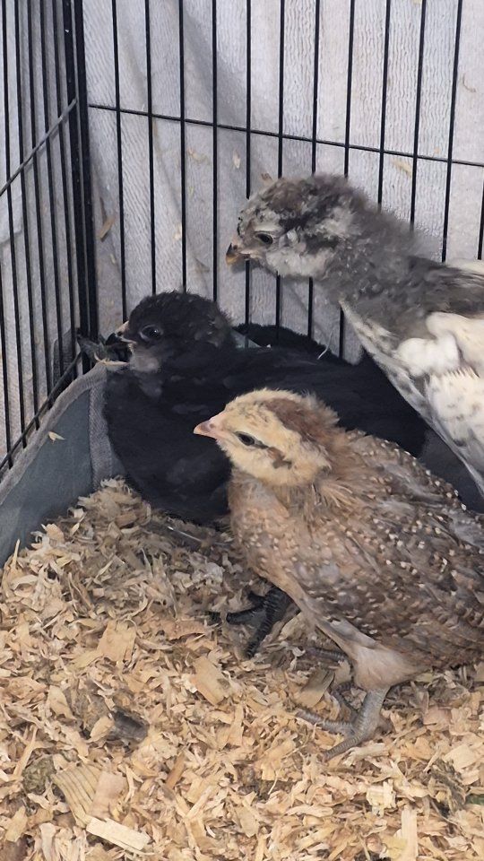 chickens