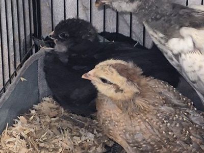 chickens