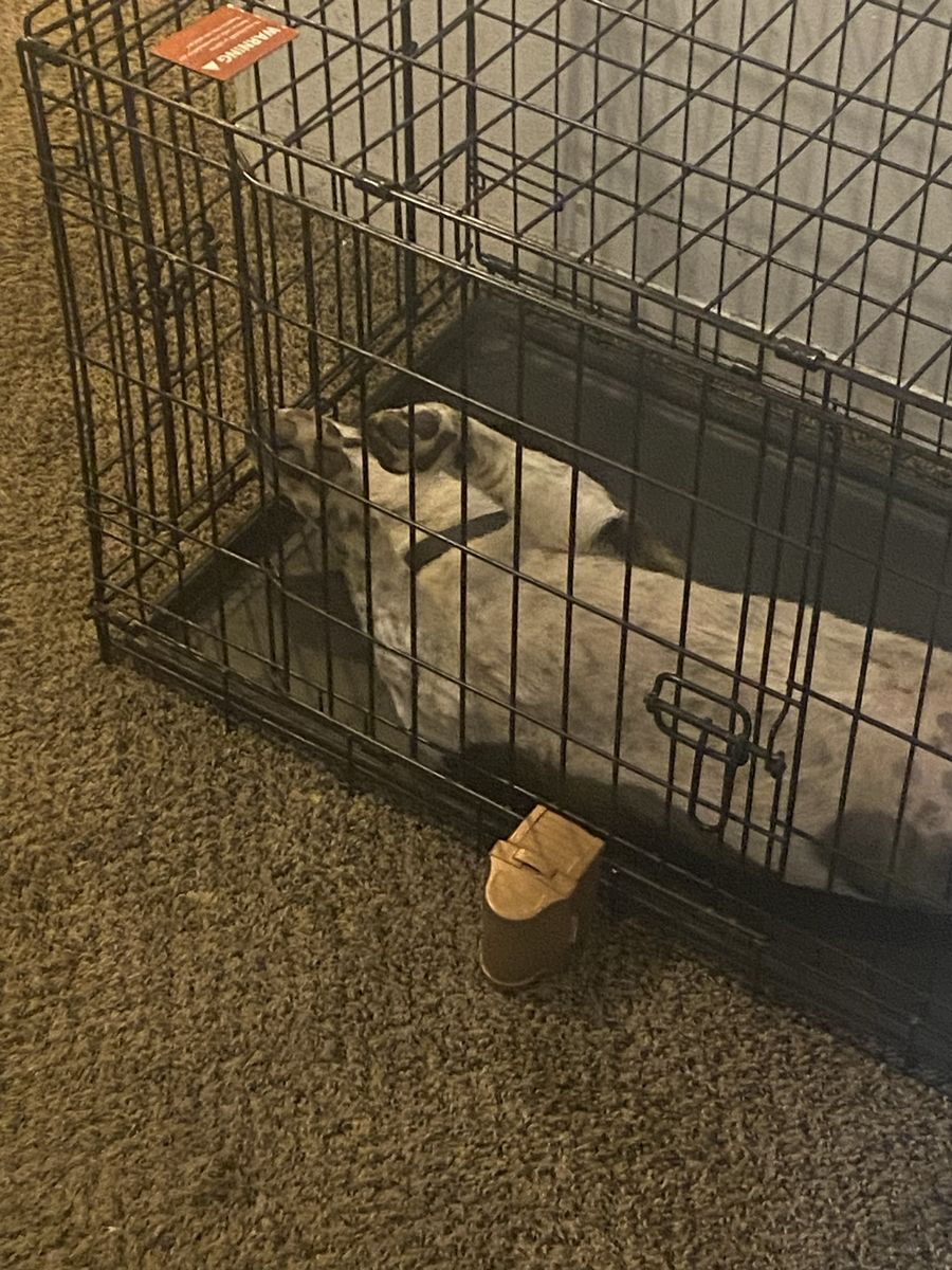 Rehoming Cowboy Corgi