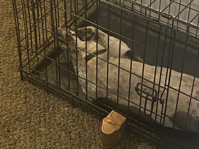 Rehoming Cowboy Corgi