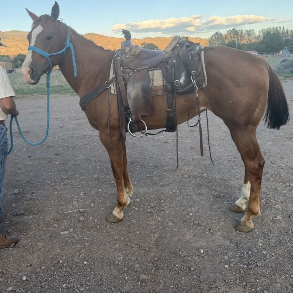 Big 6 year old mare