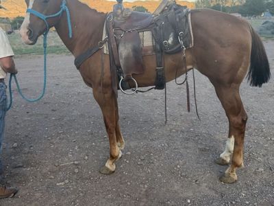 Big 6 year old mare