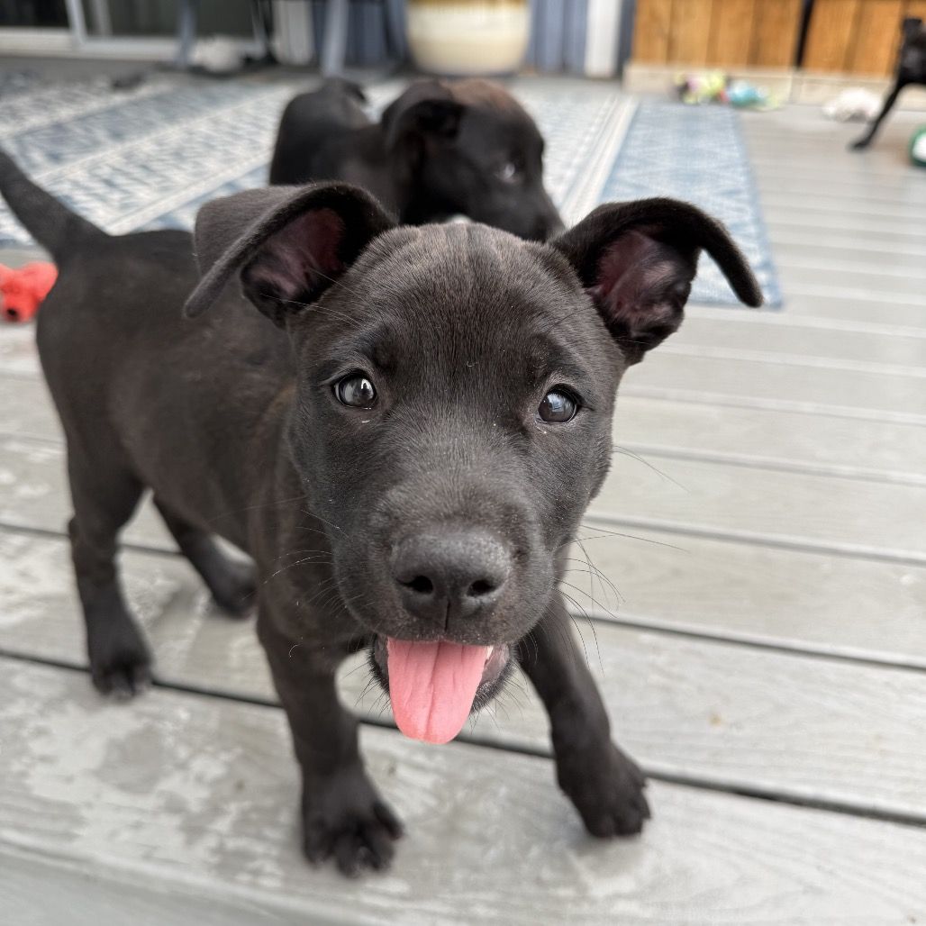 Hello my name is Spike