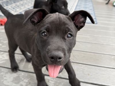 Hello my name is Spike