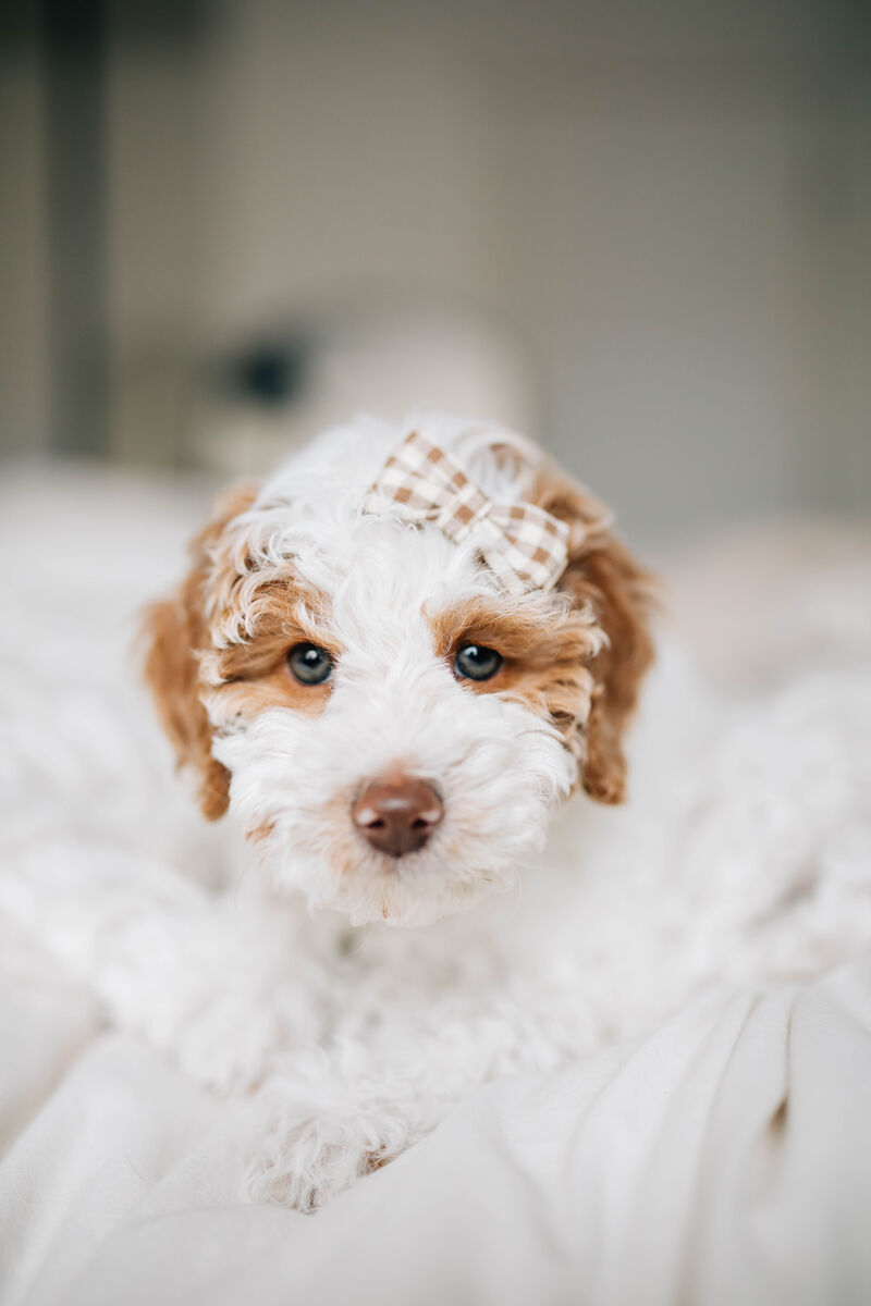 Perfect poodle pup!
