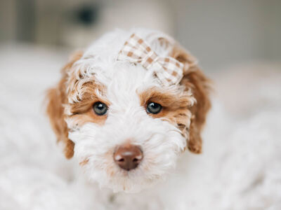 Perfect poodle pup!