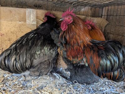 Young Cochin roosters