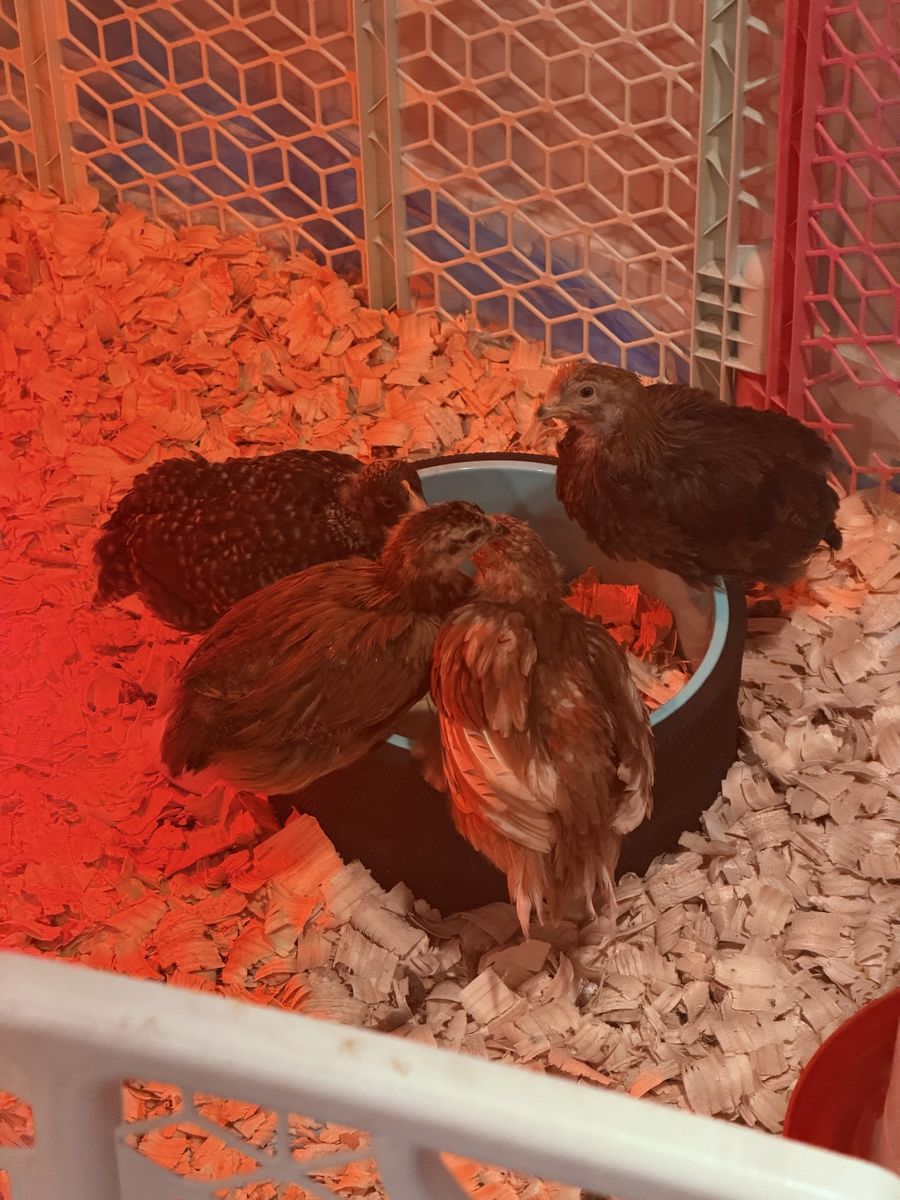 6 week old pullets