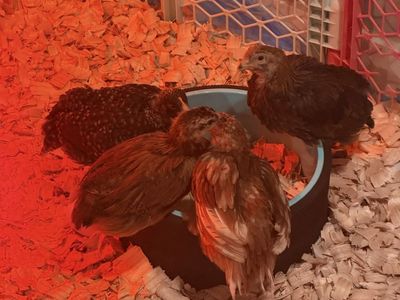6 week old pullets
