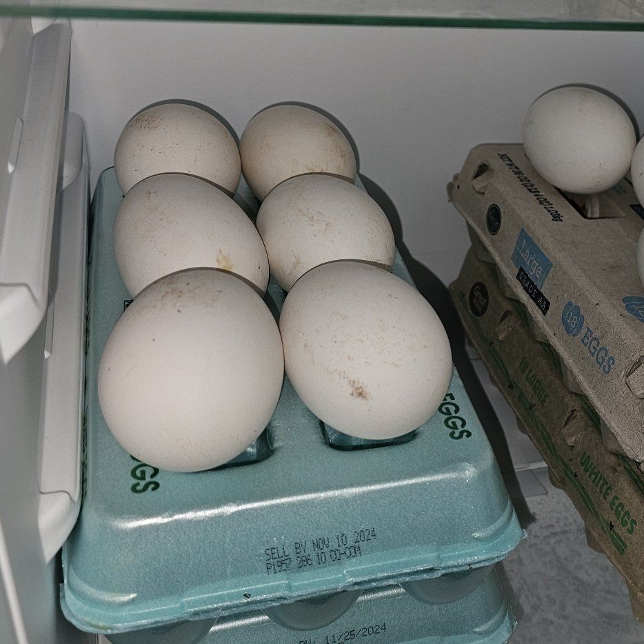 Fresh Goose Eggs
