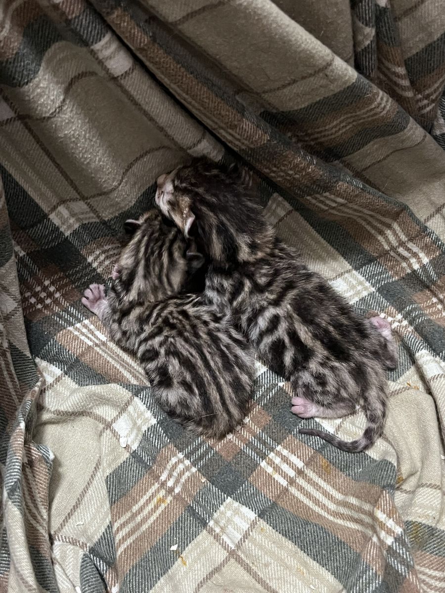 Bengal Kittens