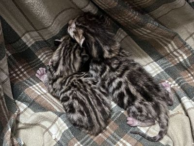 Bengal Kittens