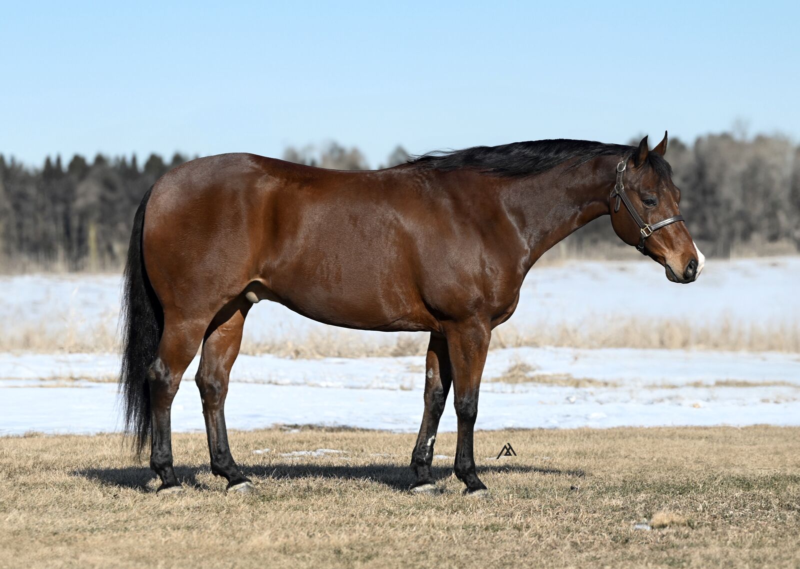 𝗡𝗥𝗛𝗔 𝗘𝗮𝗿𝗻𝗲𝗿 - 𝗙𝗶𝗻𝗶𝘀𝗵𝗲𝗱 𝗥𝗲𝗶𝗻𝗲𝗿 - 𝗙𝗮𝗺𝗶𝗹𝘆 𝗛𝗼𝗿𝘀𝗲 - 𝗢𝗻𝗰𝗲 𝗜𝗻 𝗔 𝗟𝗶𝗳𝗲𝘁𝗶𝗺𝗲 𝗚𝗲𝗹𝗱𝗶𝗻𝗴!