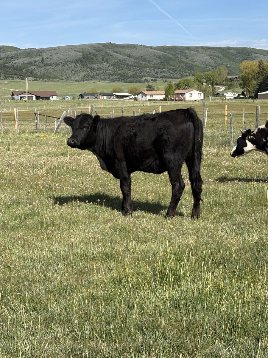 Yearling heifer