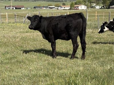 Yearling heifer