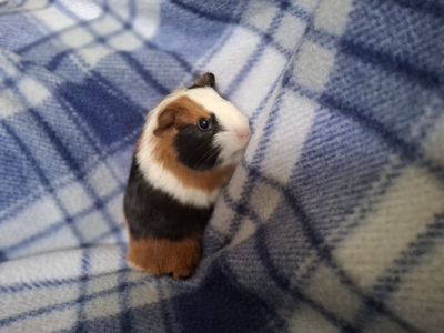 Baby Guinea Pig: Cormack.