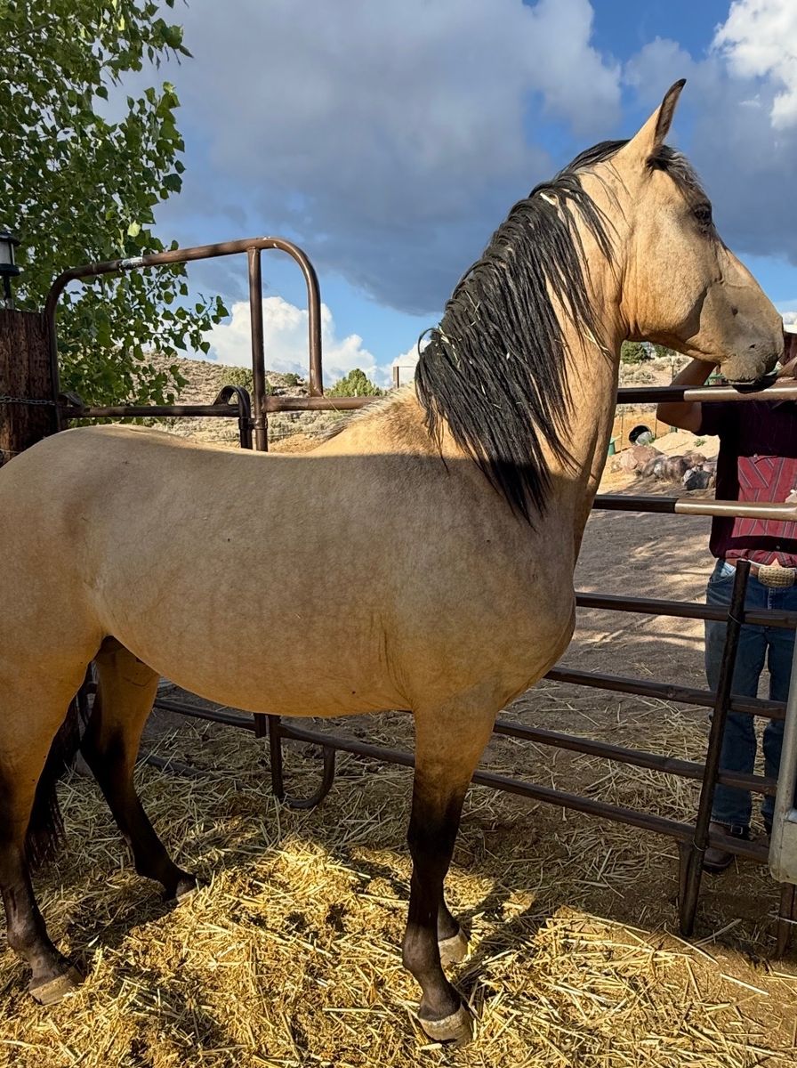 Horse Andalusians 2