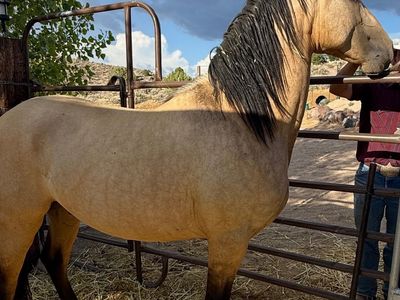 Horse Andalusians 2