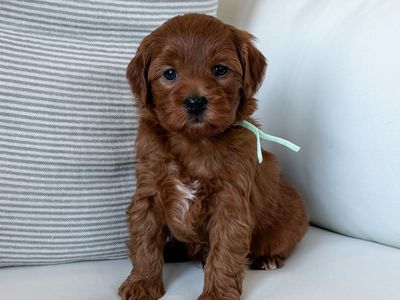 Petite Goldendoodles