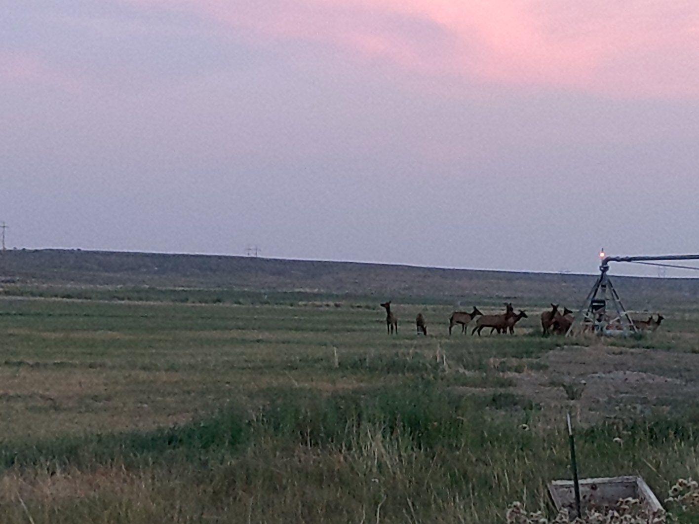 cow elk hunt