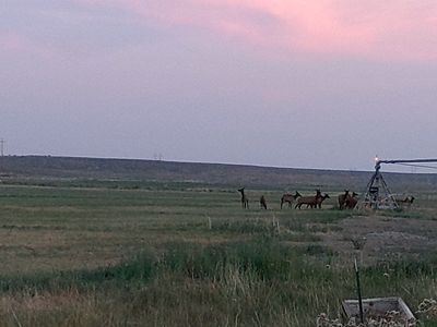 cow elk hunt