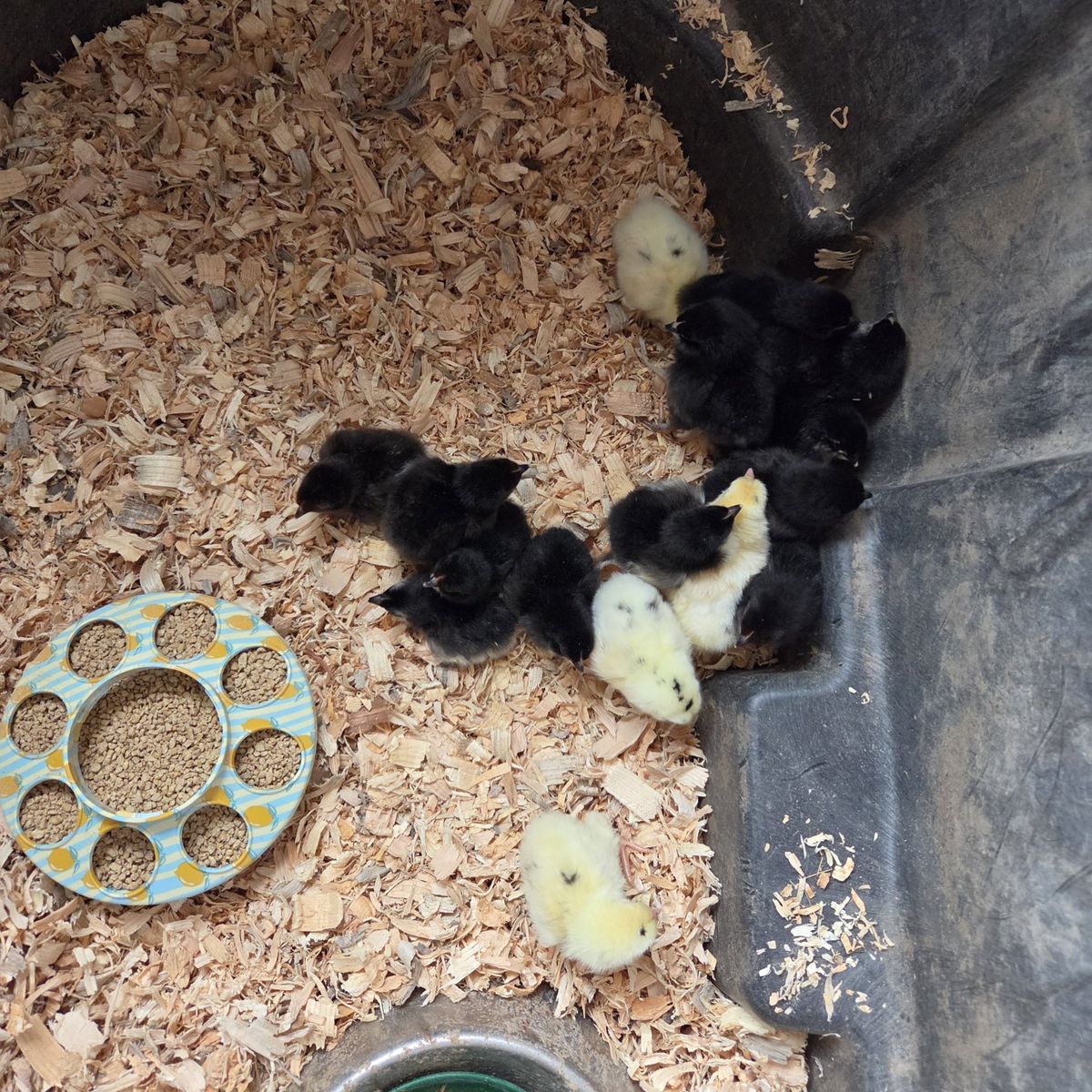 black copper maran mixed chicks, olive eggers