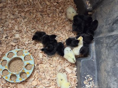 black copper maran mixed chicks, olive eggers