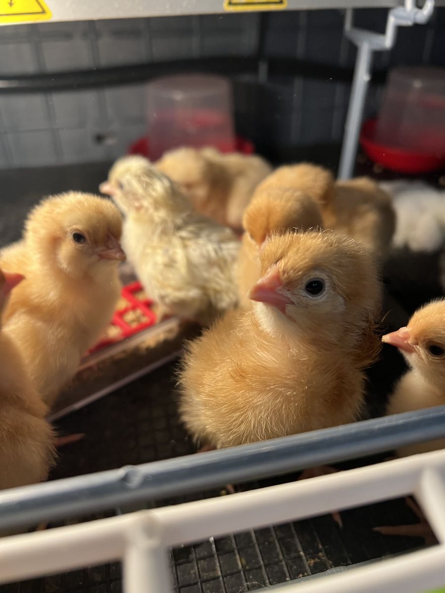 Baby Chicks Rhode Island Red