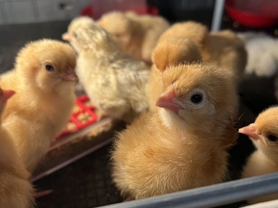Baby Chicks Rhode Island Red