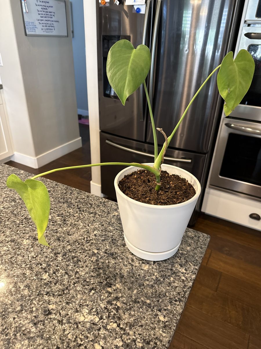 Monstera Deliciosa Houseplant in White Planter Pot - Live Indoor Plant