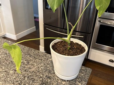 Monstera Deliciosa Houseplant in White Planter Pot - Live Indoor Plant