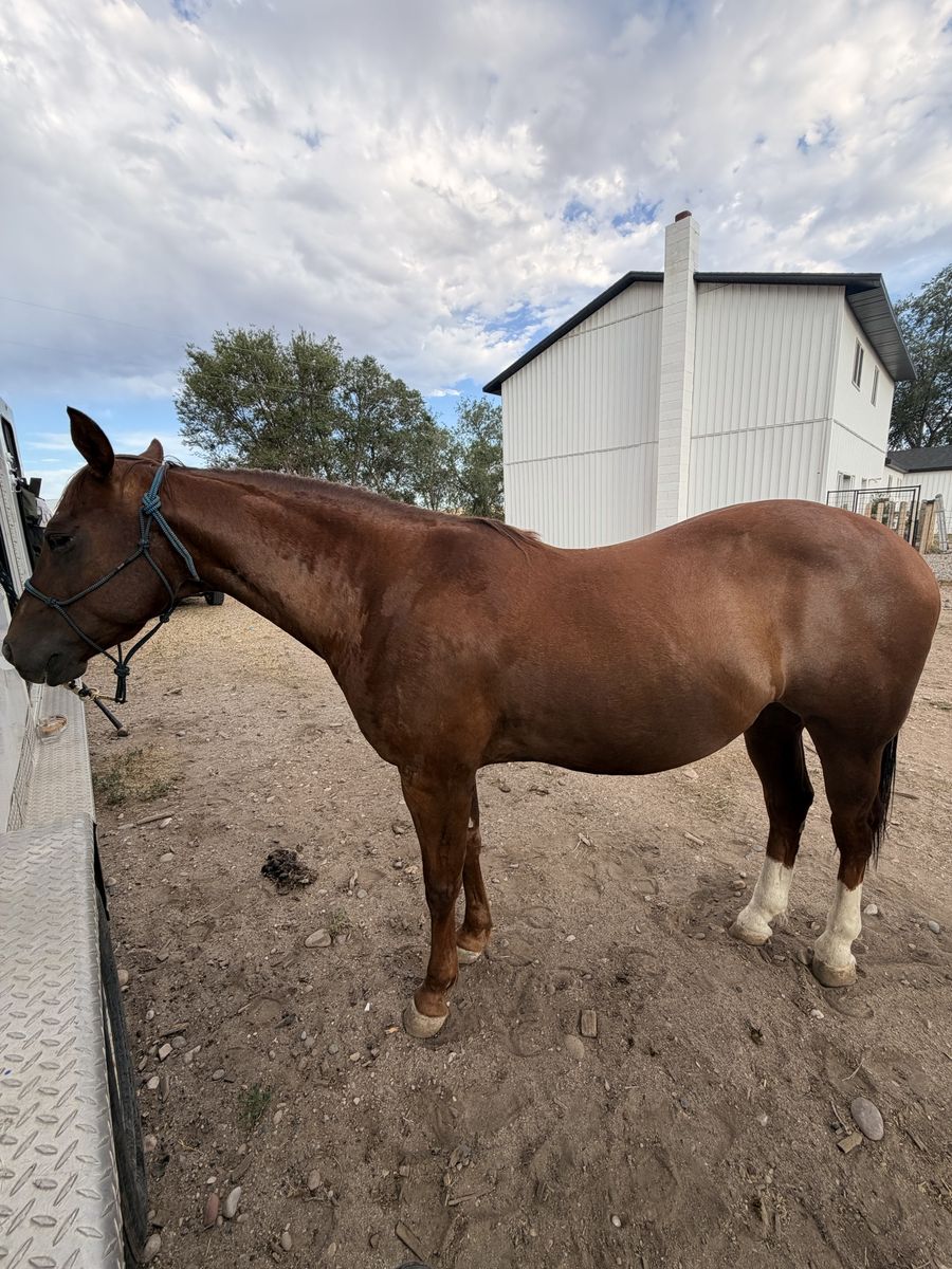 AQHA gelding
