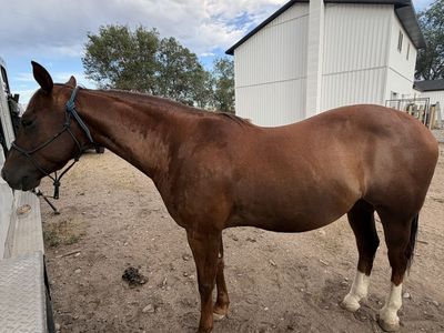 AQHA gelding