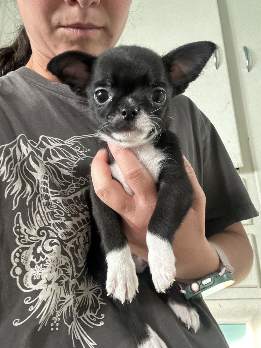 AKC applehead chihuahua puppies