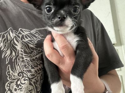 AKC applehead chihuahua puppies