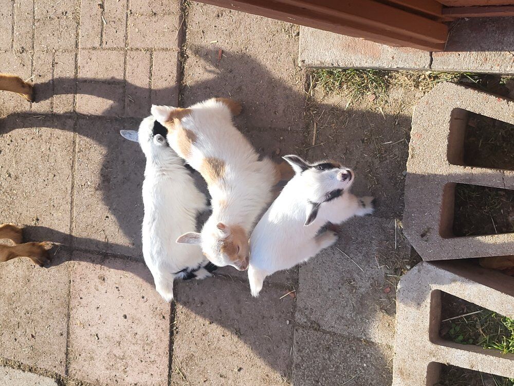 - 1 DWARF YEAR OLD BROWN -WHITE DOE. SWEET BREED FOR 6-26 BABYSYS