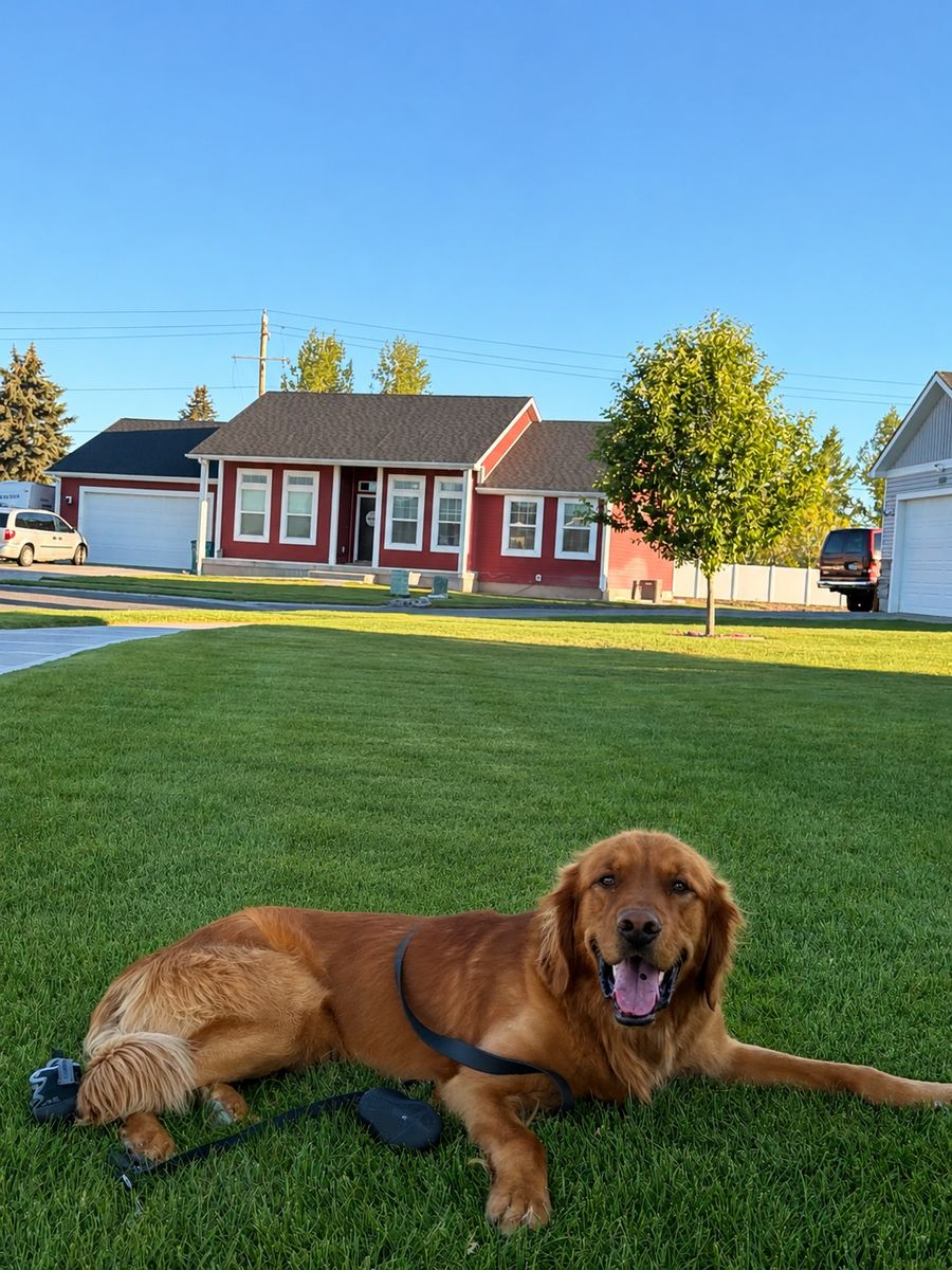 Pure Bred Intact Male Golden Retriever