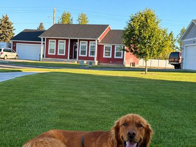 Pure Bred Intact Male Golden Retriever