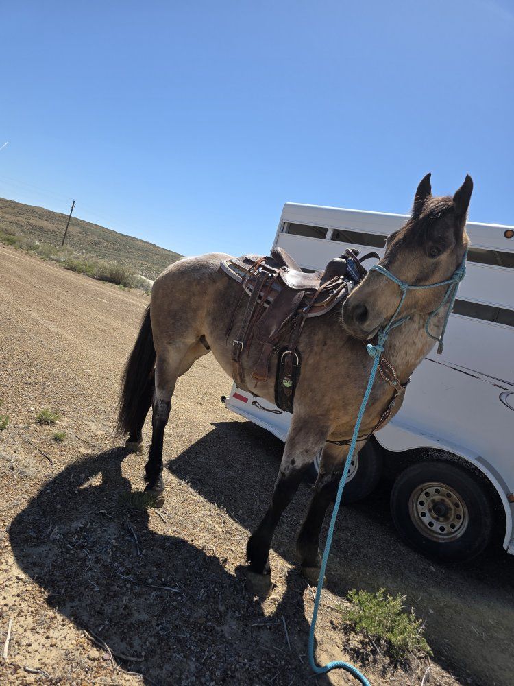 8yr Old Grade Gelding