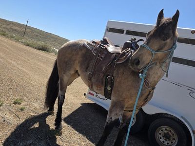8yr Old Grade Gelding