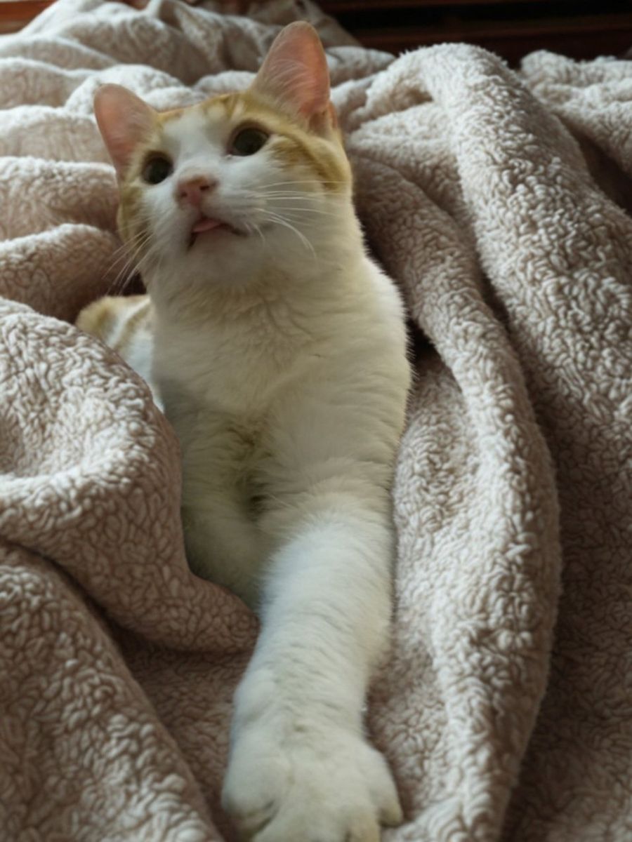 Professional Bed Hog for Hire