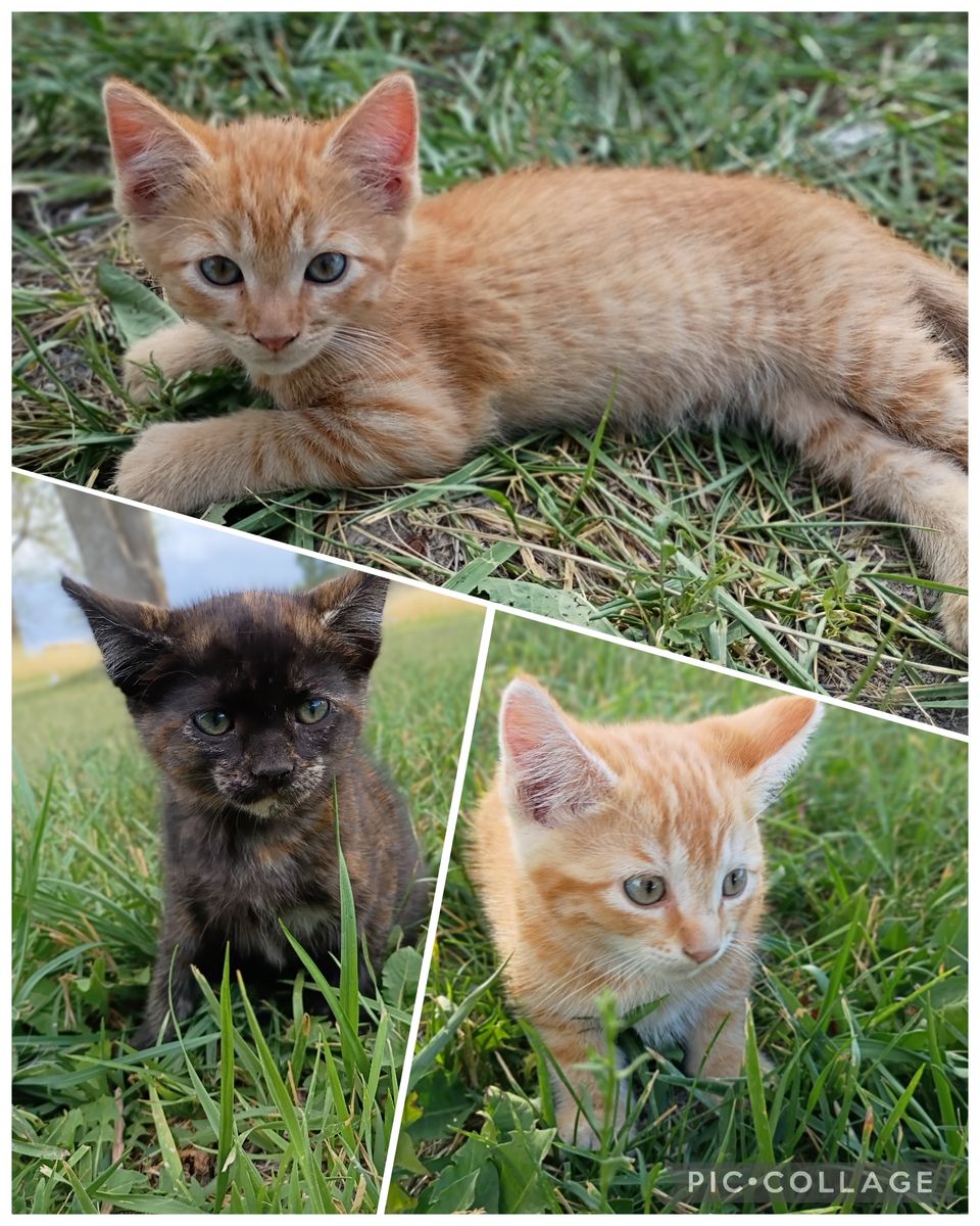 Kittens!