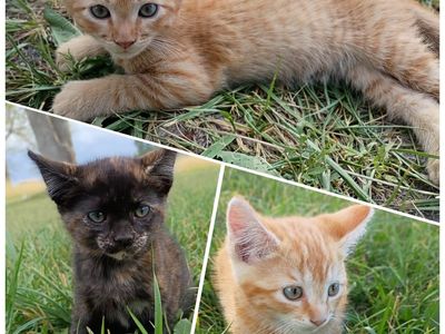 Kittens!