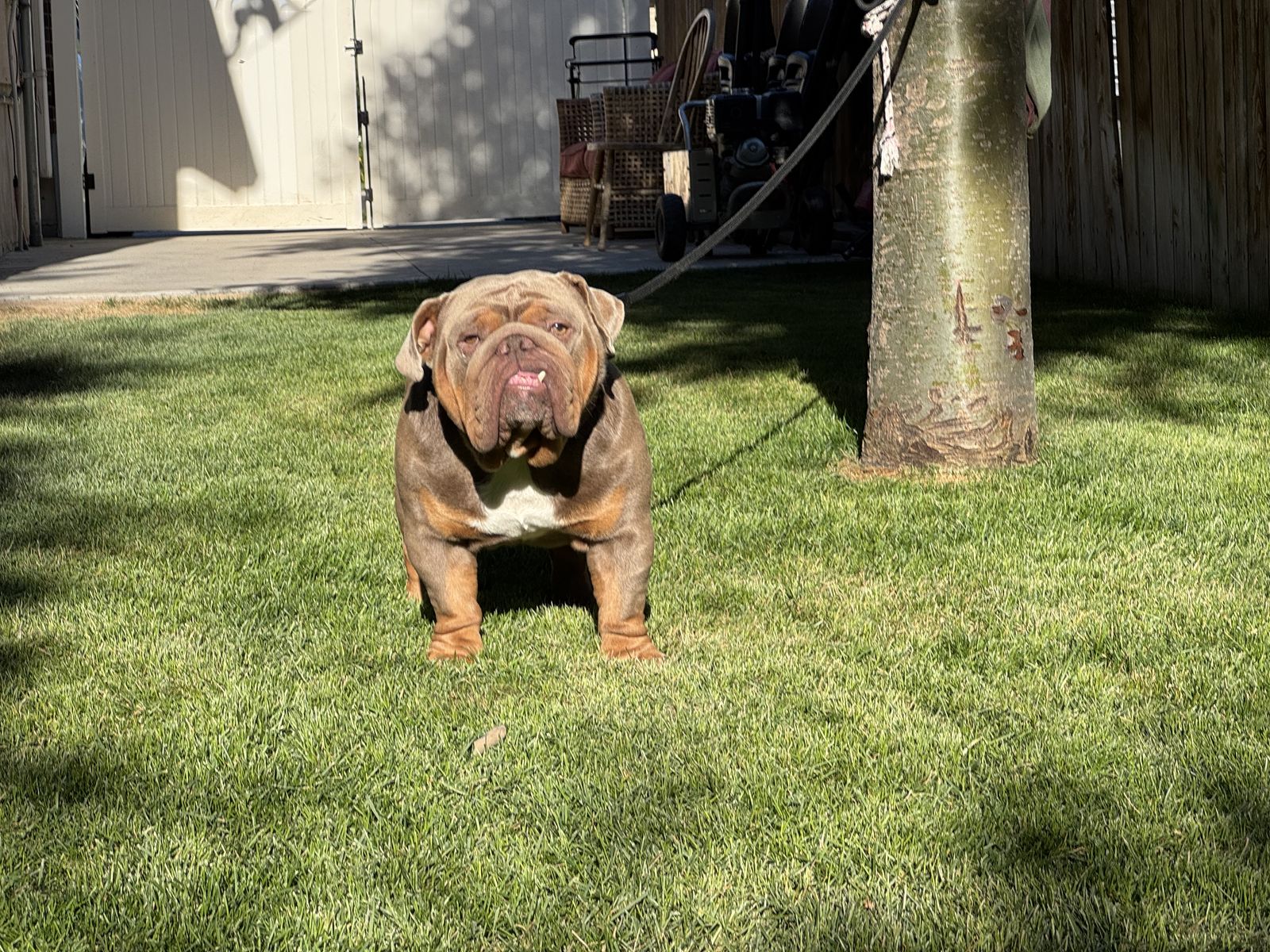French bulldog 