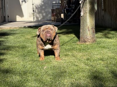 French bulldog